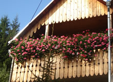 flori balcon 4